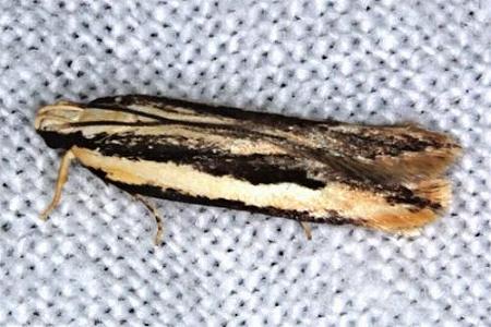 Ardozyga chionoprora