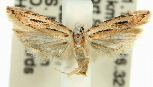 Ardozyga chionoprora