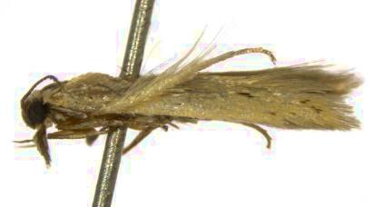 Mesophleps chloranthes