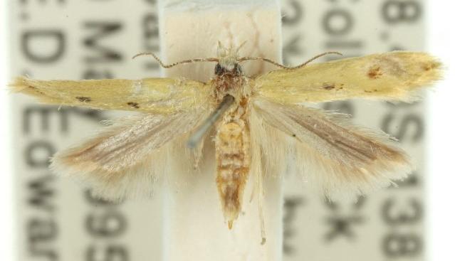 Mesophleps chloranthes