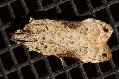 Hypatima deviella