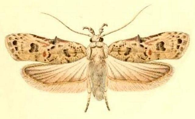 Hypatima deviella