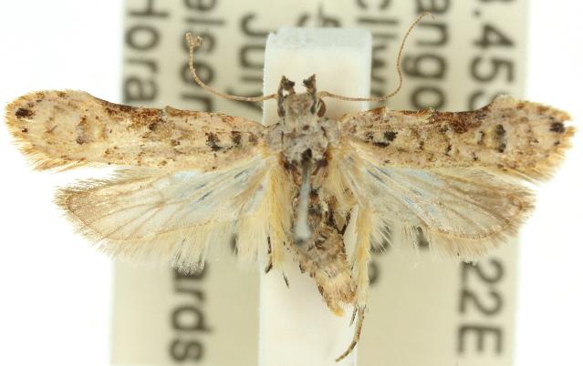 Hypatima deviella