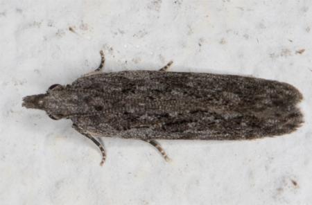 Anarsia dryinopa