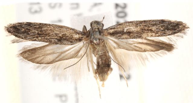 Anarsia dryinopa