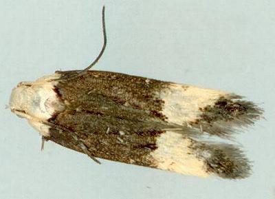 Ardozyga galactopa