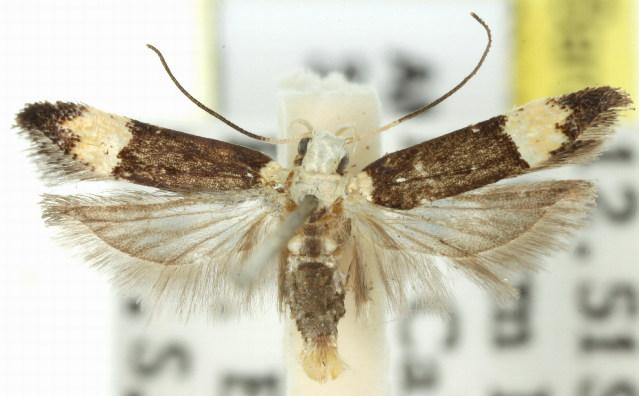 Ardozyga galactopa