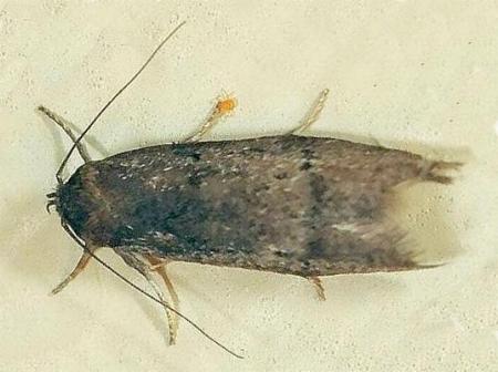 Pectinophora gossypiella