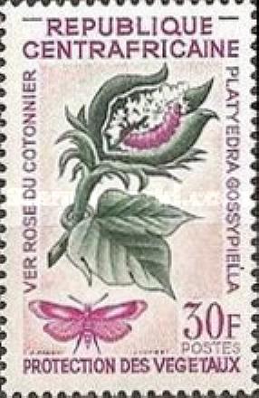 Pectinophora gossypiella
