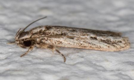 Ardozyga gypsocrana