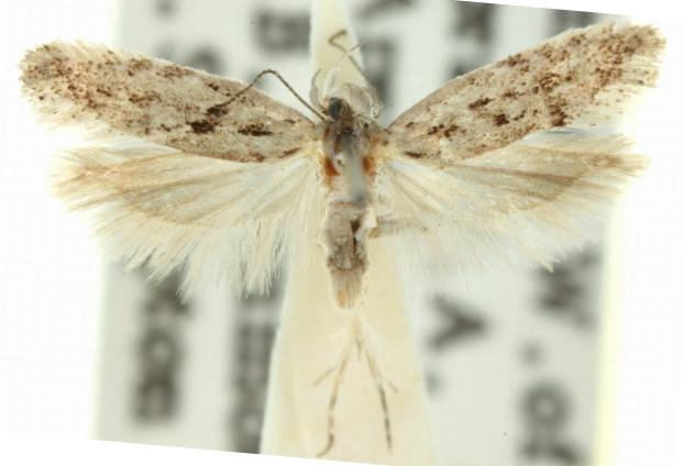 Ardozyga gypsocrana