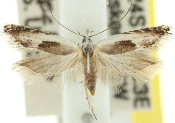 Ardozyga hemichlaena