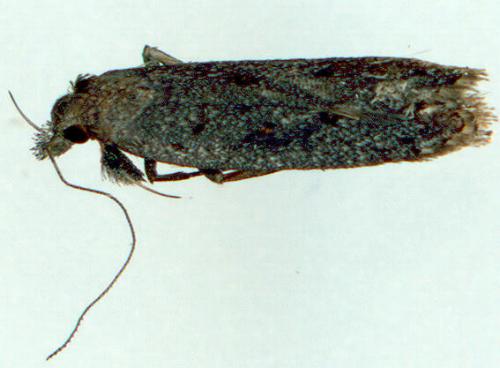 Dichomeris holomela