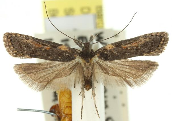 Dichomeris holomela