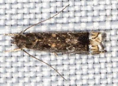 Helcystogramma iridosoma