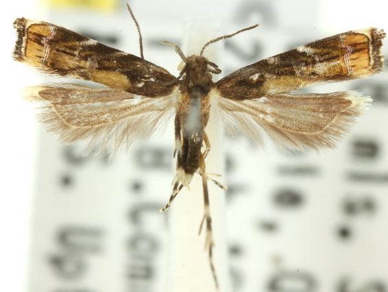 Helcystogramma iridosoma