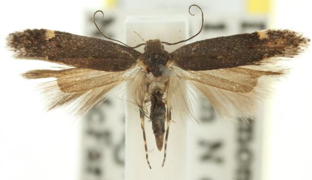 Aproaerema isoscelixantha