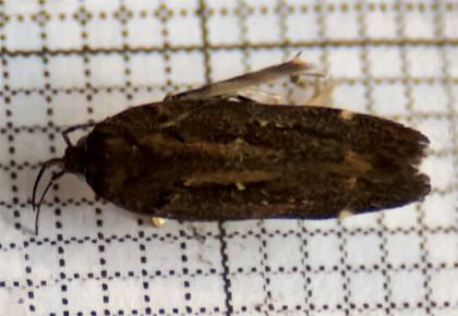 Aproaerema isoscelixantha
