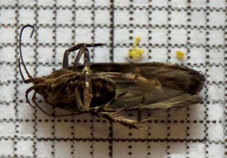 Aproaerema isoscelixantha