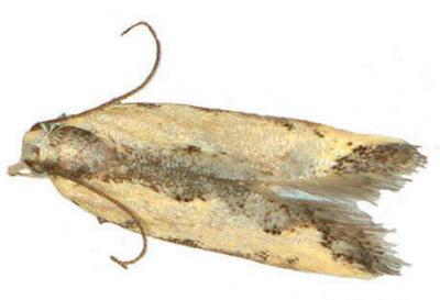 Ardozyga mesochra