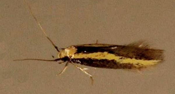 Ardozyga mesochra
