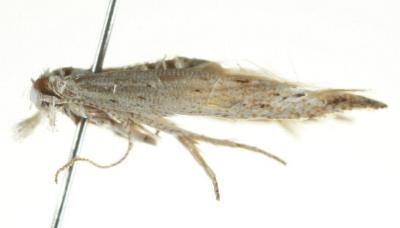 Epiphthora miarodes