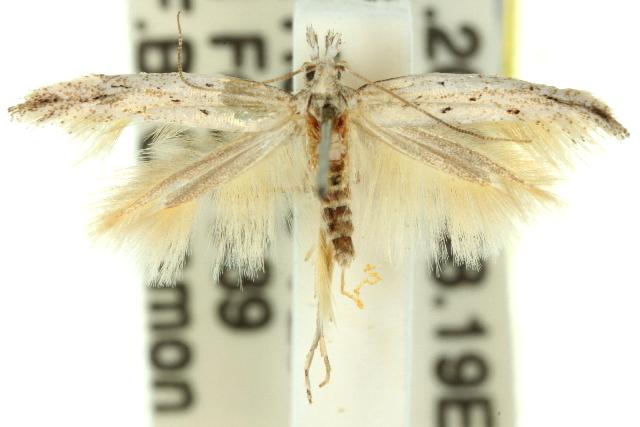 Epiphthora miarodes