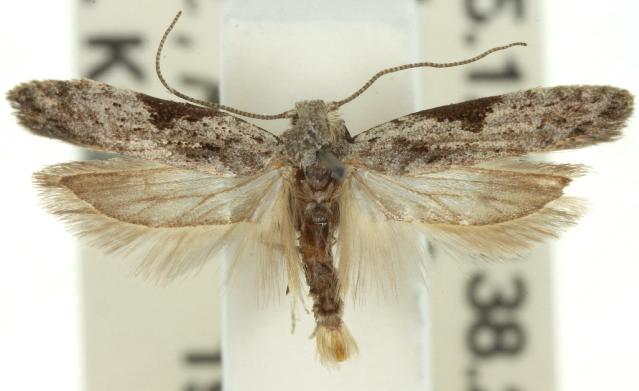 Anarsia molybdota