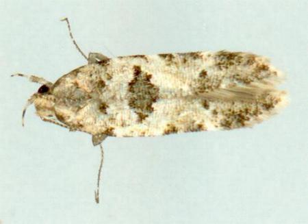 Deltophora peltosema