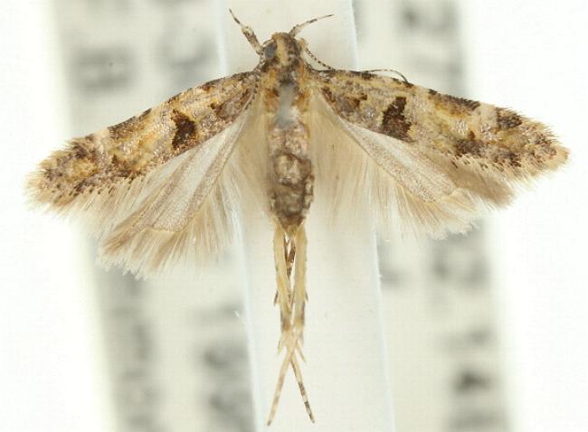 Deltophora peltosema