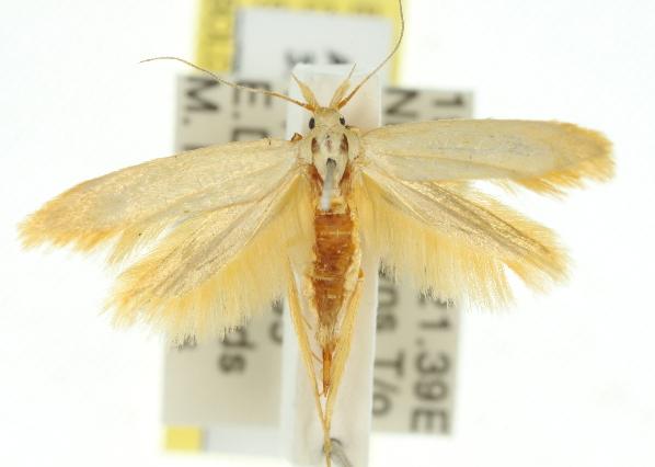 Catameces peribapta