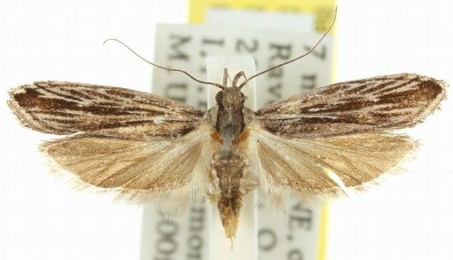 Ardozyga phloeodes