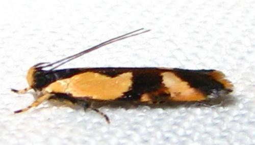Ardozyga telopis
