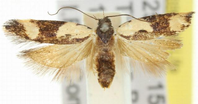 Ardozyga telopis