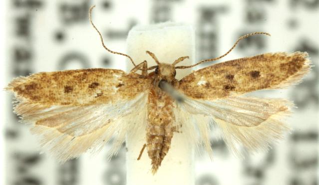 Ardozyga tetrasticta