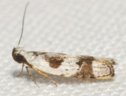Ardozyga voluta