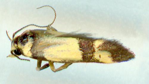 Decatopseustis xanthastis