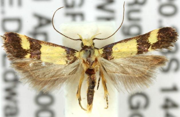 Decatopseustis xanthastis