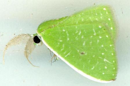Argyrocosma argosticta