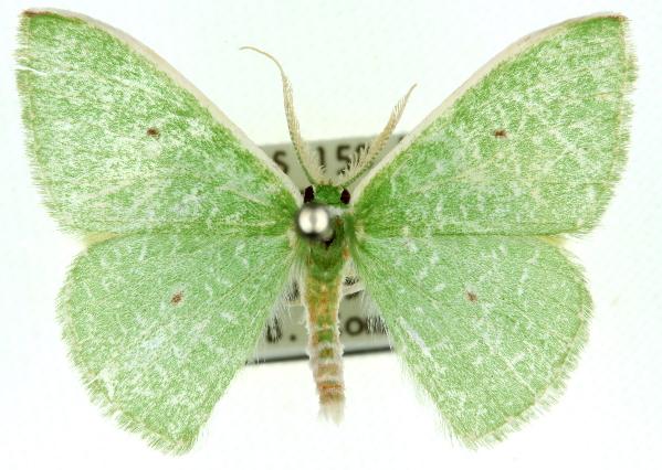 Argyrocosma argosticta