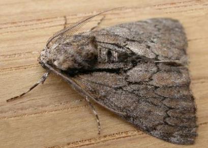 Rhuma argyraspis