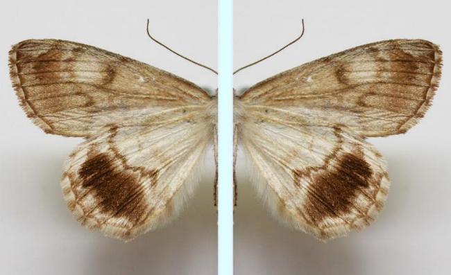 Rhuma argyraspis