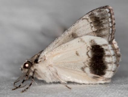 Rhuma argyraspis