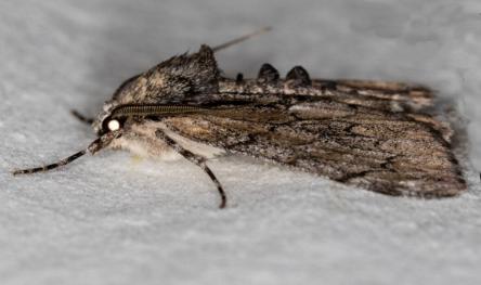 Rhuma argyraspis