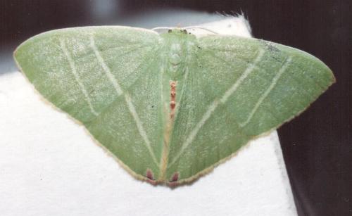 Urolitha bipunctifera