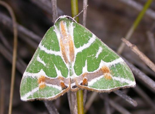 Chlorodes boisduvalaria