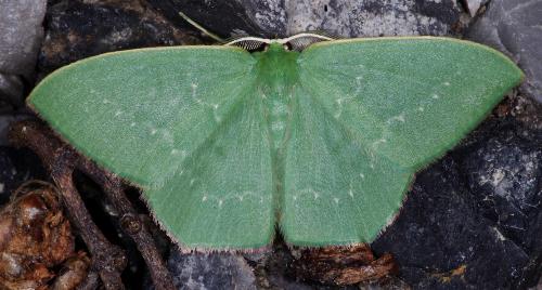 Maxates calaina