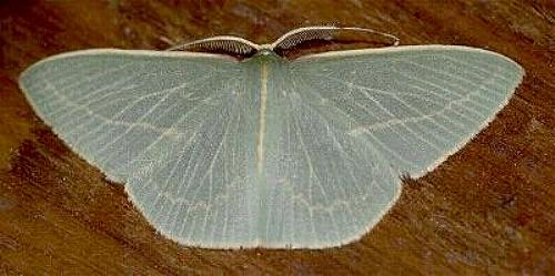 Chlorocoma carenaria