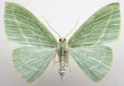 Chlorocoma carenaria
