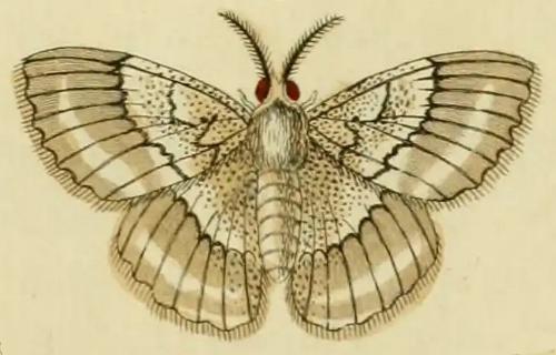 Pingasa chlora